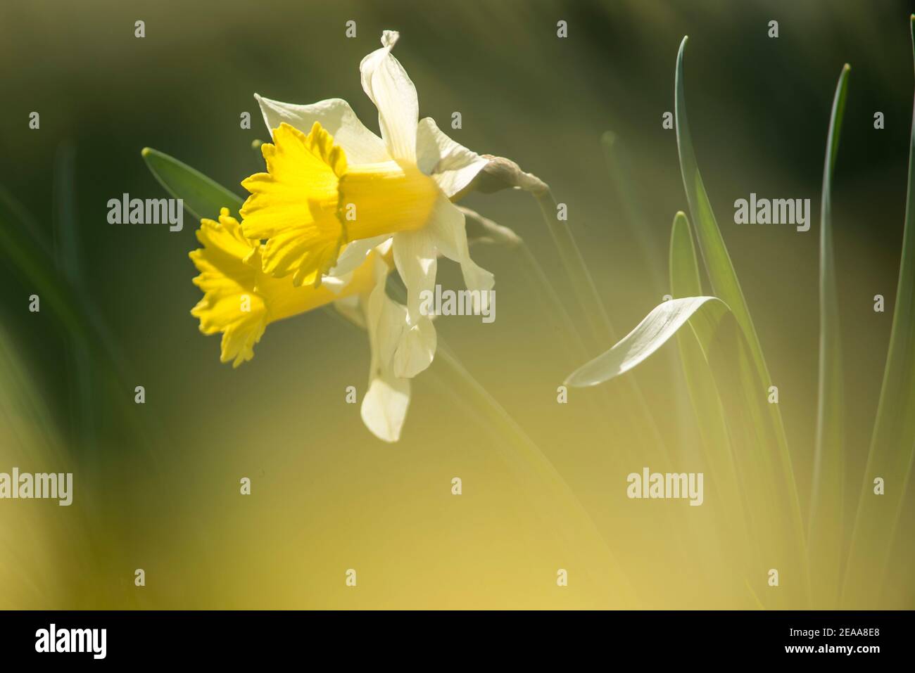 Daffodil, daffodils Stock Photo