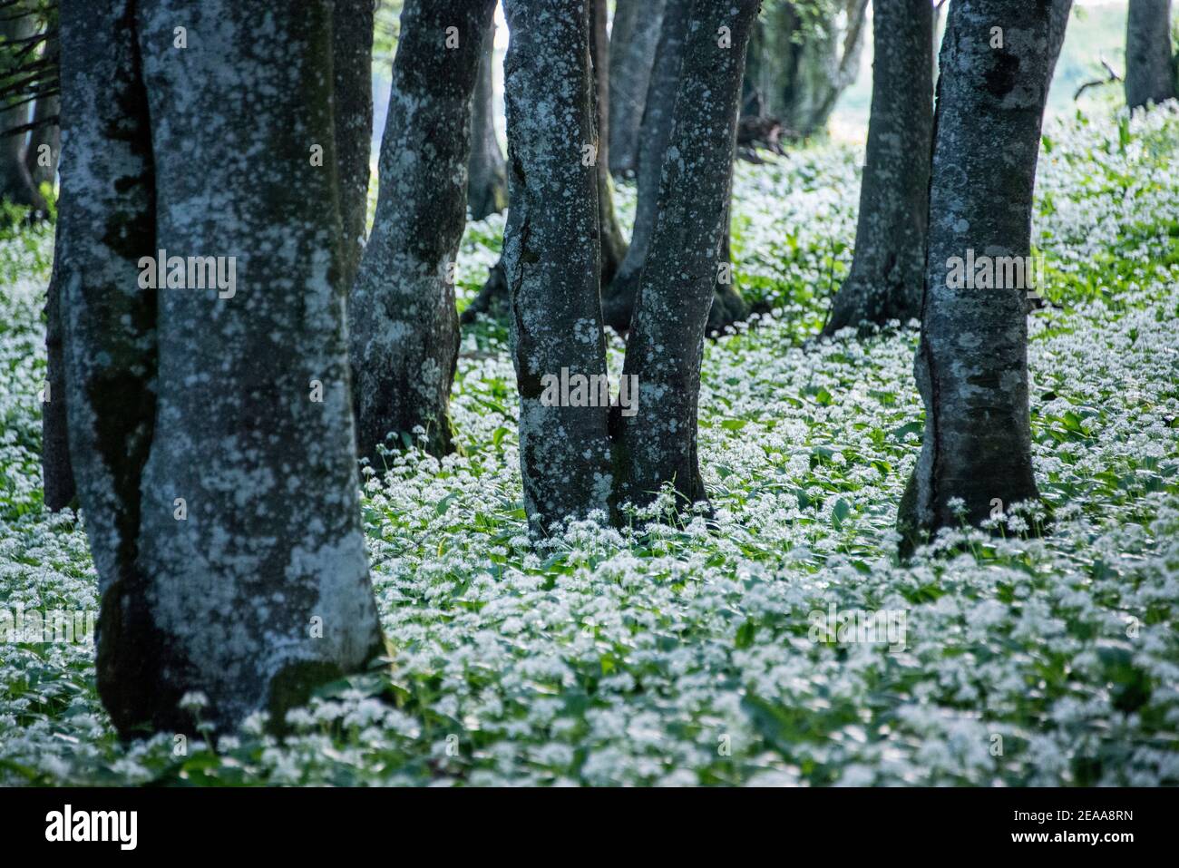 Beech tree trunks with white wild garlic blossoms Stock Photo
