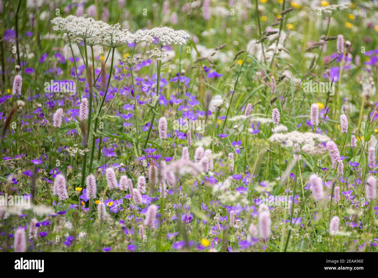 Colorful mountain meadow with chervil and knotweed Stock Photo