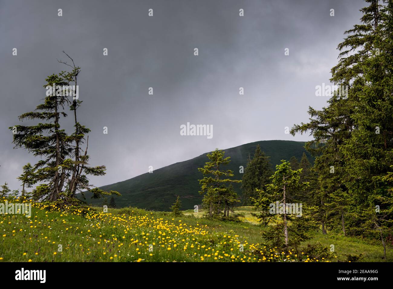 Mountain meadow with globe flowers and fir trees Stock Photo