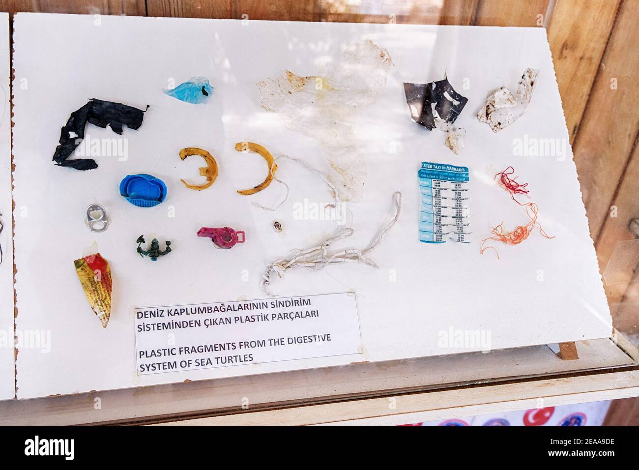 09 September 2020, Dalyan, Turkey: Fragments of plastic waste found in the digestive system of loggerhead sea turtles at the veterinary research and t Stock Photo