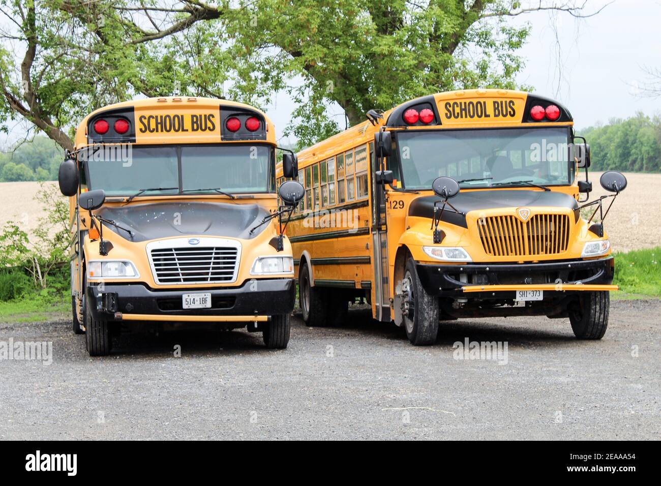 Canadian School Buses, Ontario Province, Canada Stock Photo