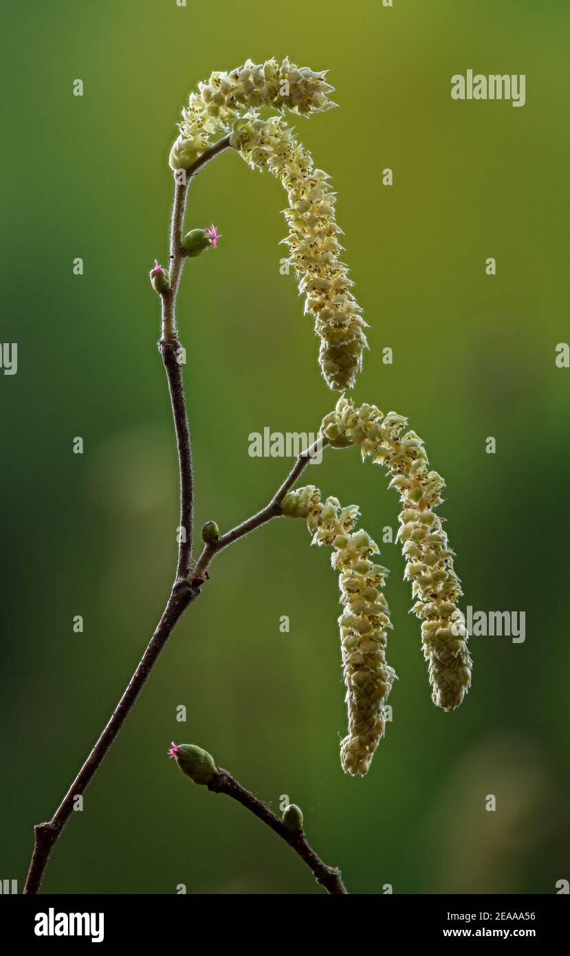 Hazel, Corylus avellana, in flower in early spring - male catkins and red female flowers. Stock Photo