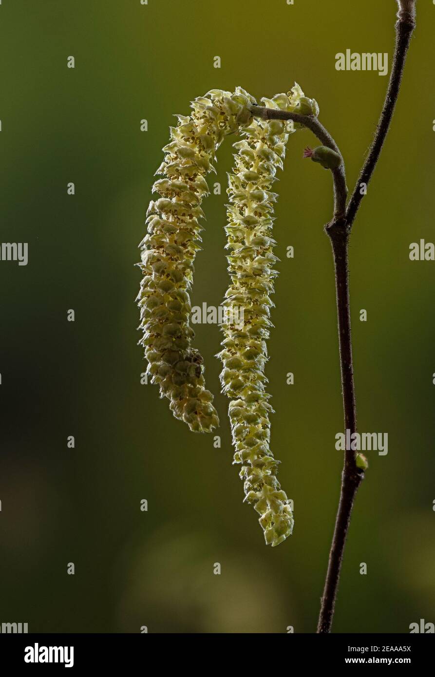 Hazel, Corylus avellana, in flower in early spring - male catkins and red female flowers. Stock Photo