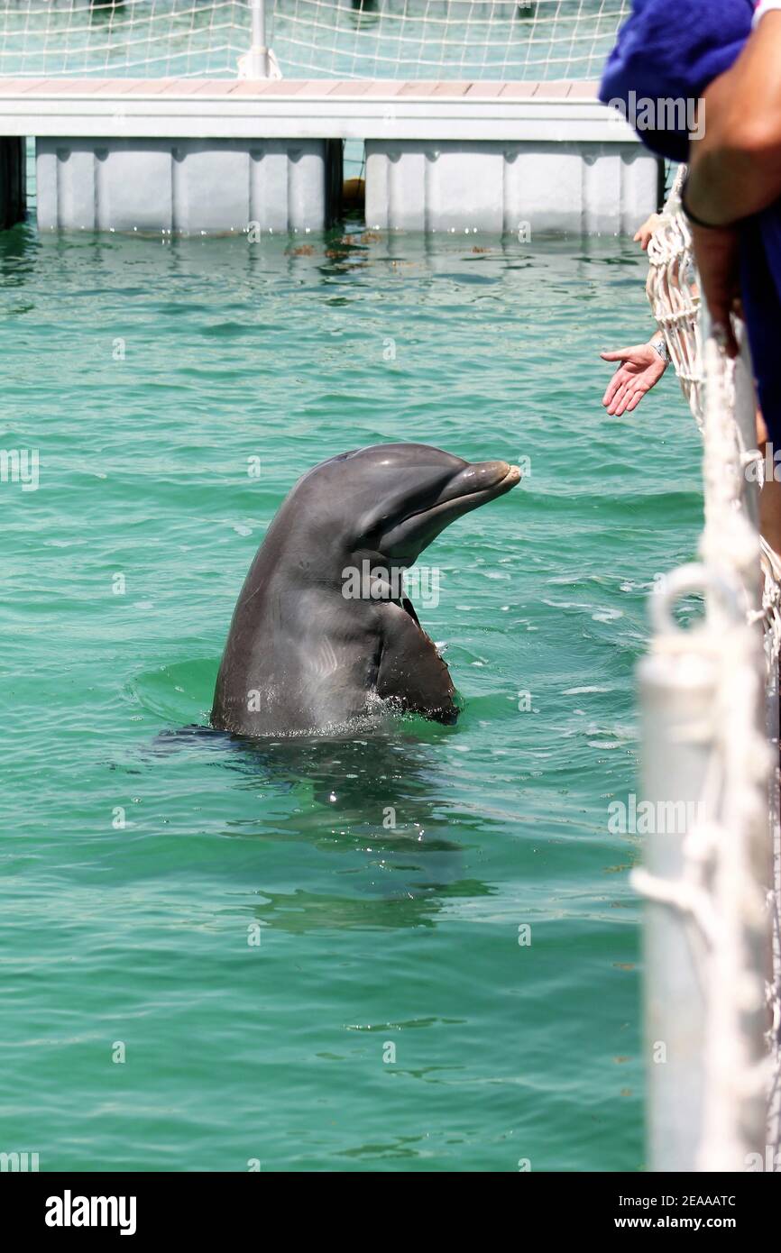 Dolphinarium, Cayo Guillermo, Cuba Stock Photo