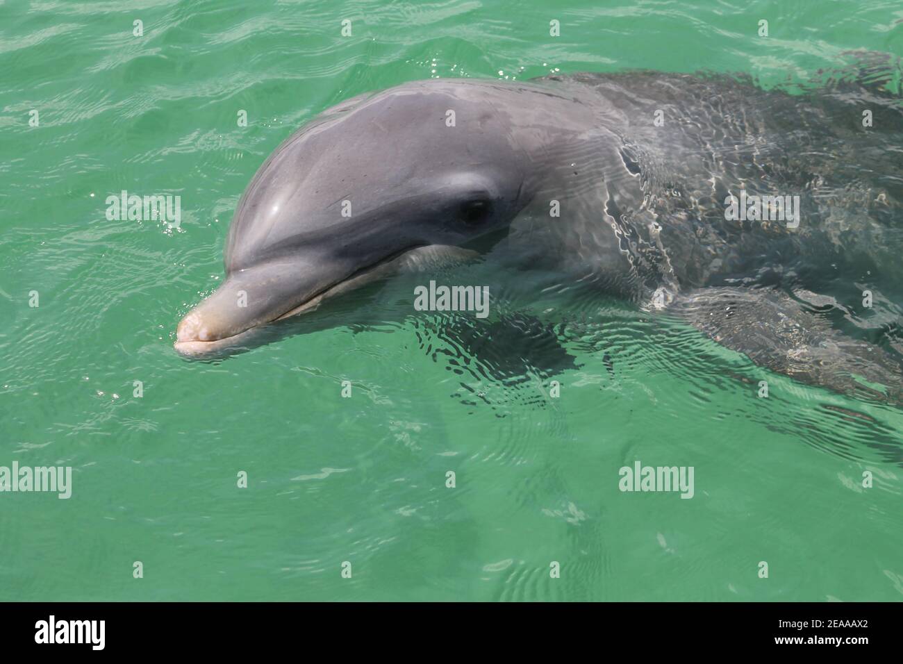 Dolphinarium, Cayo Guillermo, Cuba Stock Photo