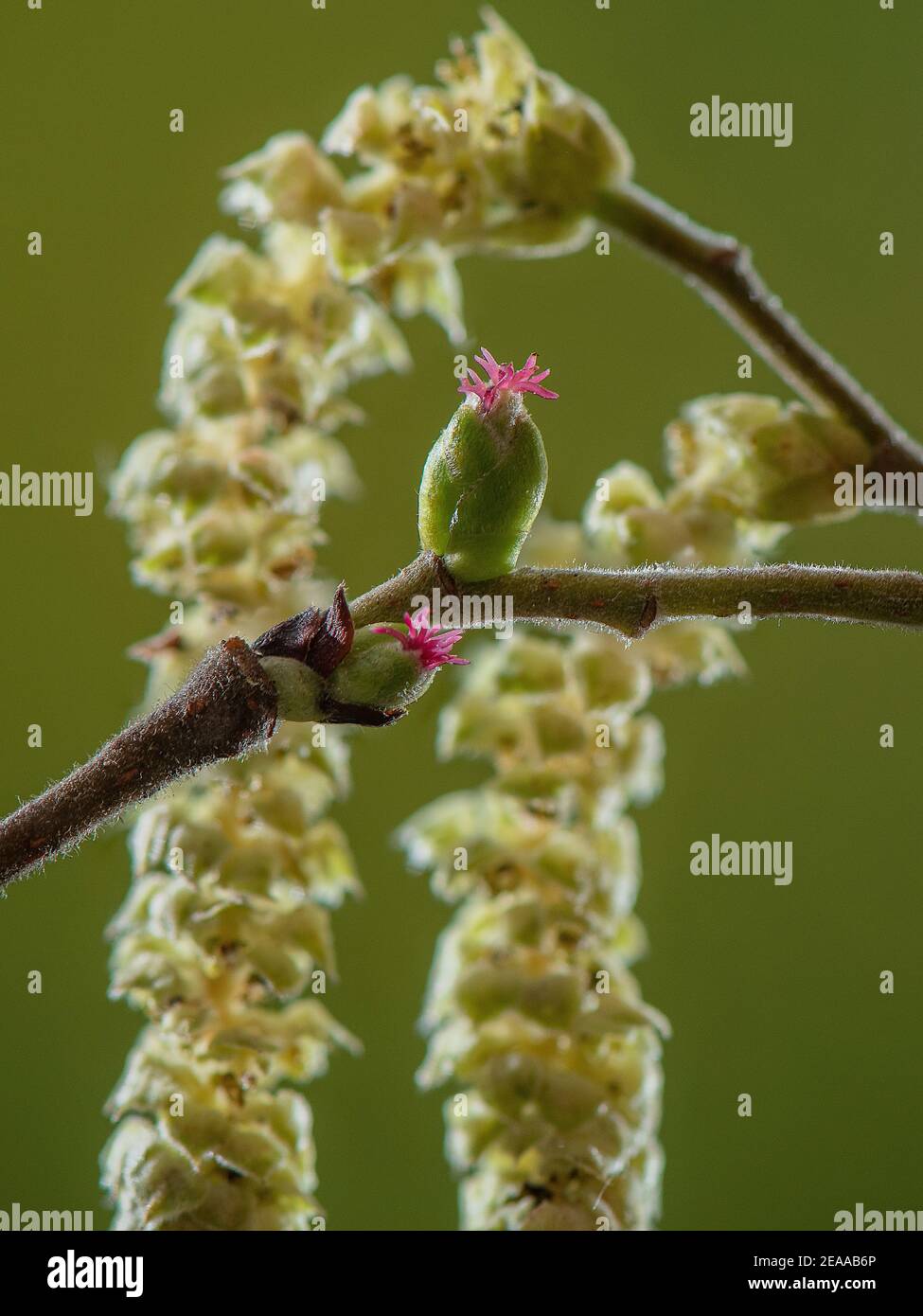 Hazel, Corylus avellana, in flower in early spring -  red female flowers, with male catkins behind. Stock Photo