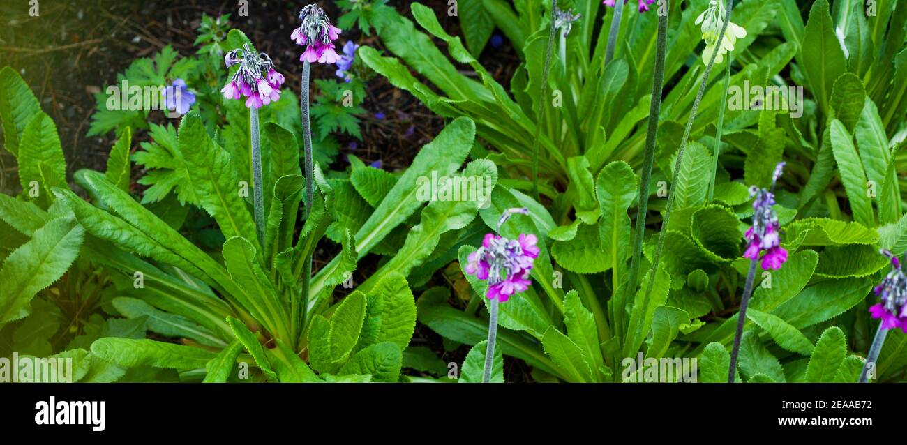 Primula secundiflora -  beautiful primrose flowers with tall stalks and multiple purple, orange and violet blooms. Stock Photo