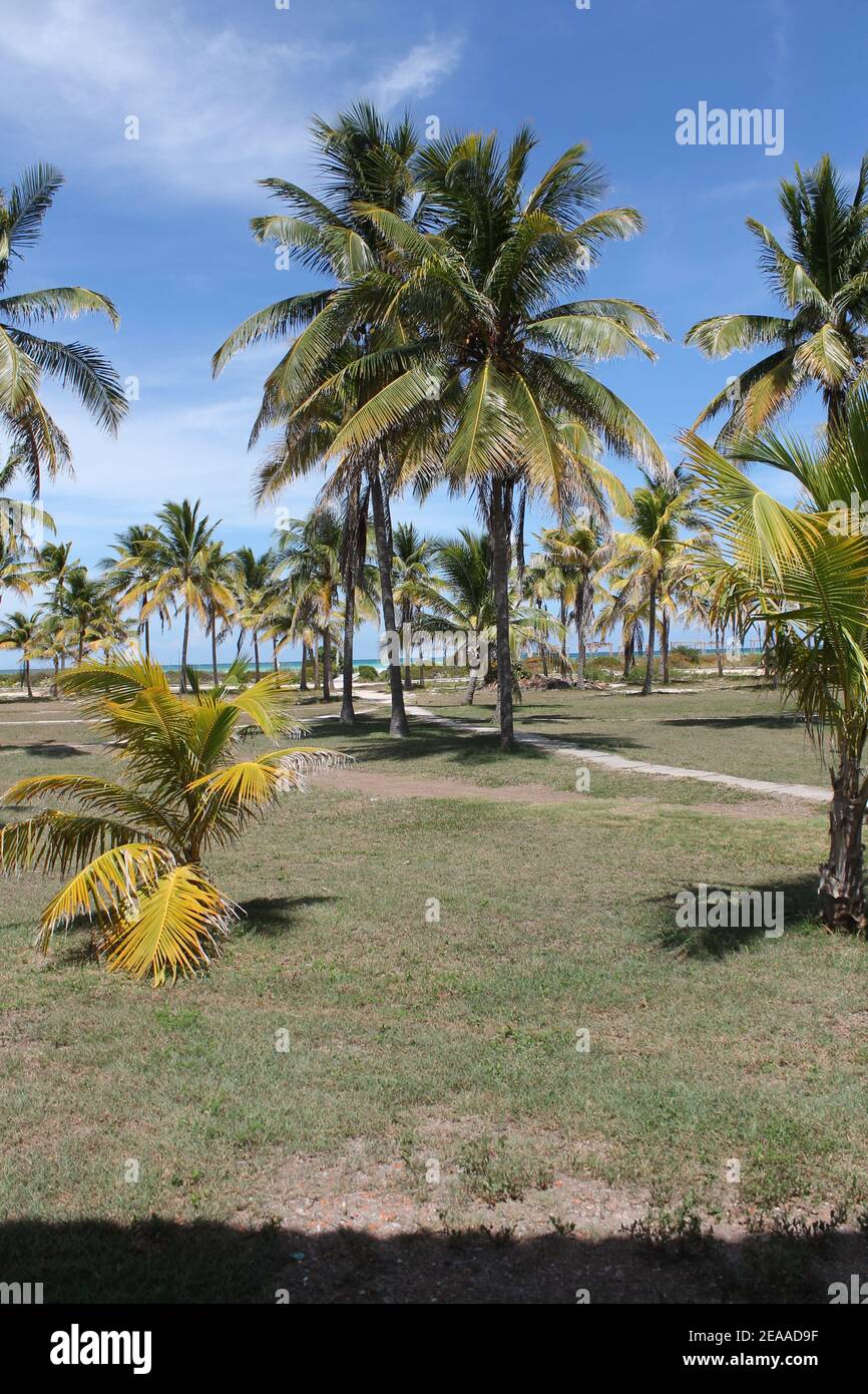 Cayo Guillermo, Cuba Stock Photo