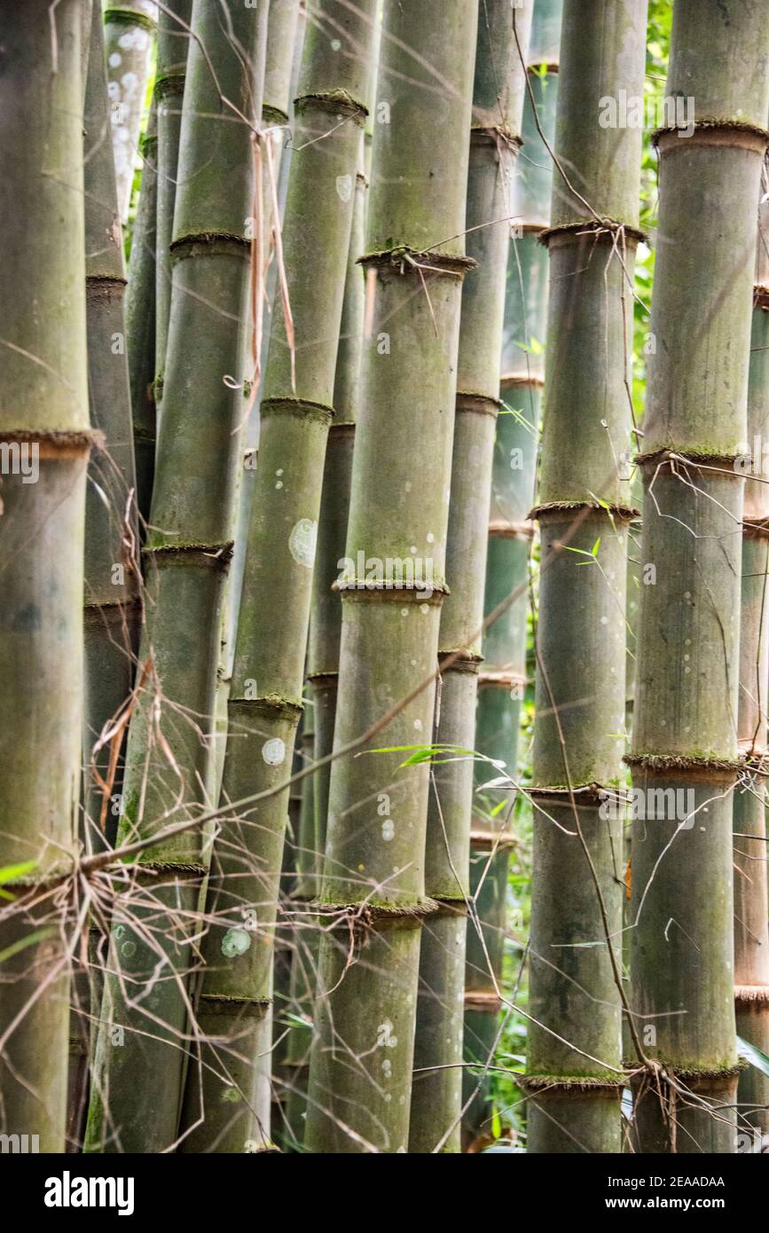 Bamboo, stalk, Mekong Delta, Vietnam Stock Photo