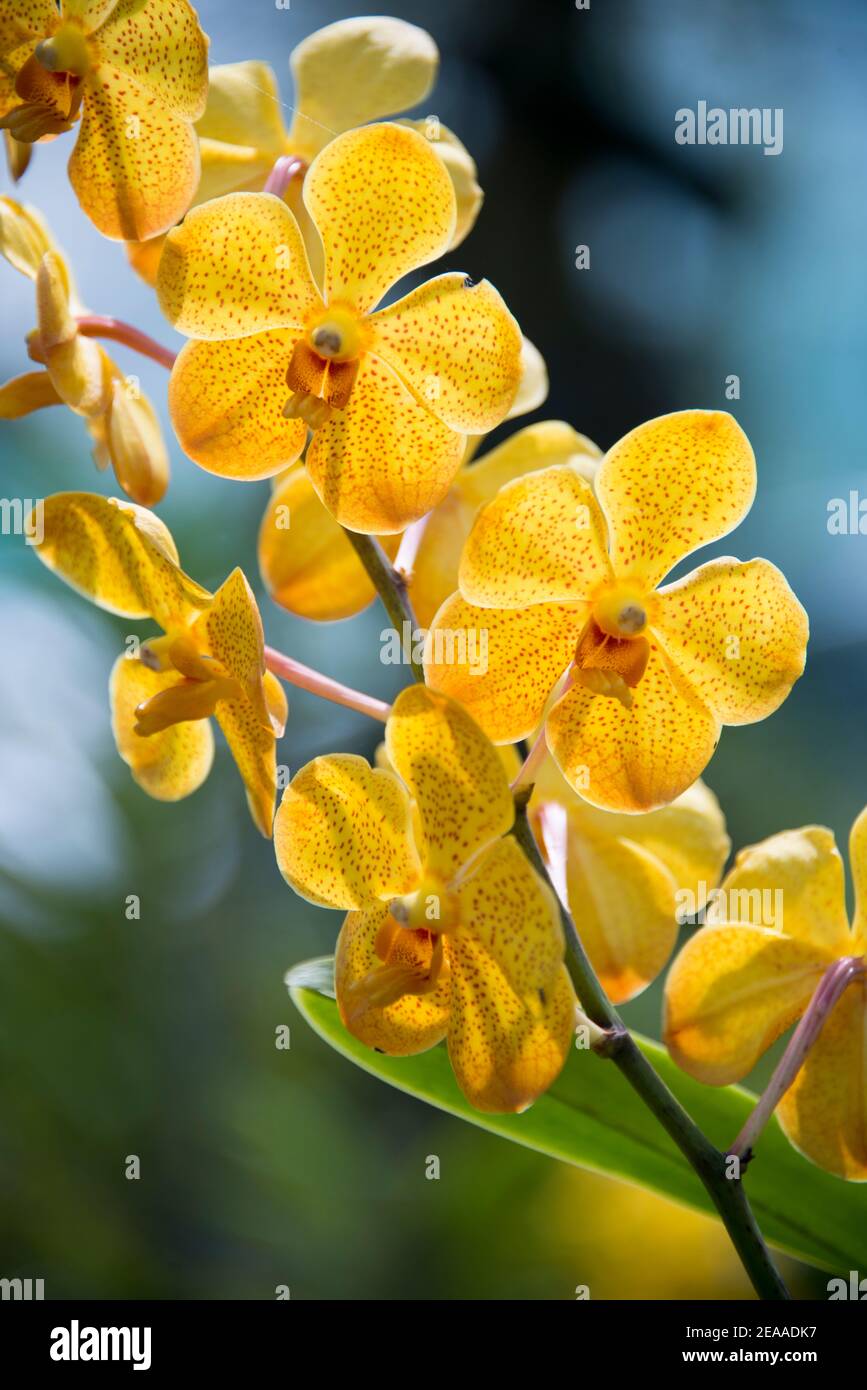 Vanda orchid panicle, yellow, Vietnam Stock Photo