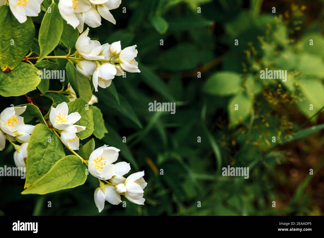 Beautiful White Jasmine Flowers on Shrub, Stock image