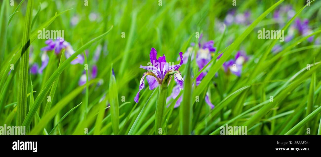 Bog Garden with beautiful water iris flowers -   purple blooming plants which love waterlogged conditions. Stock Photo