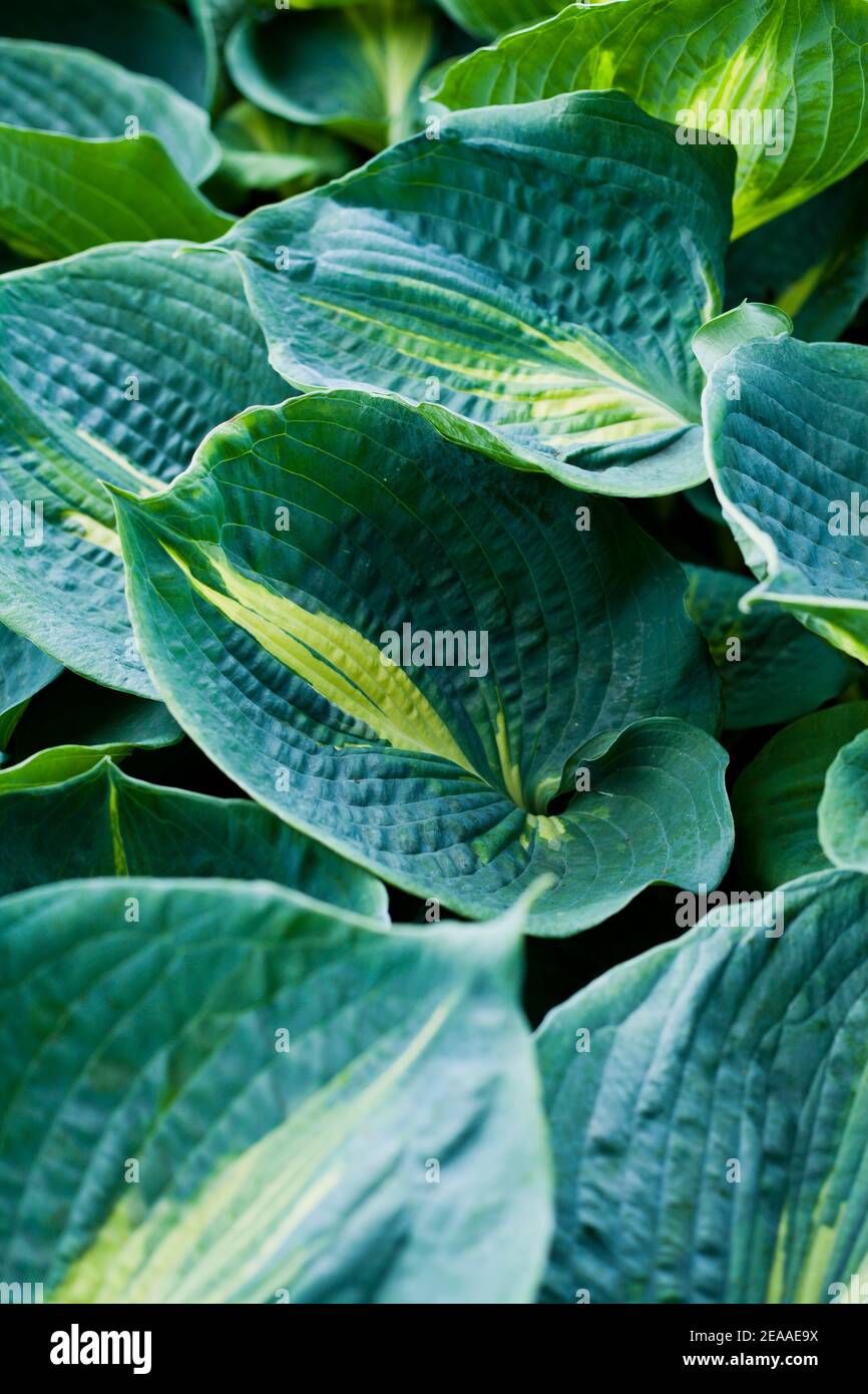 Hosta plants -  variegated blue green and pale yellow big leaves. Stock Photo