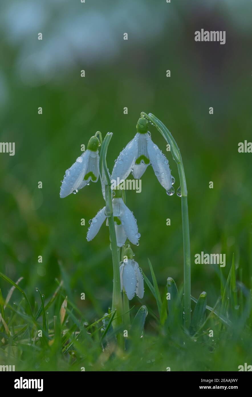 Snowdrops, Galanthus nivalis, in flower in winter, during rain shower. Naturalised in UK. Stock Photo