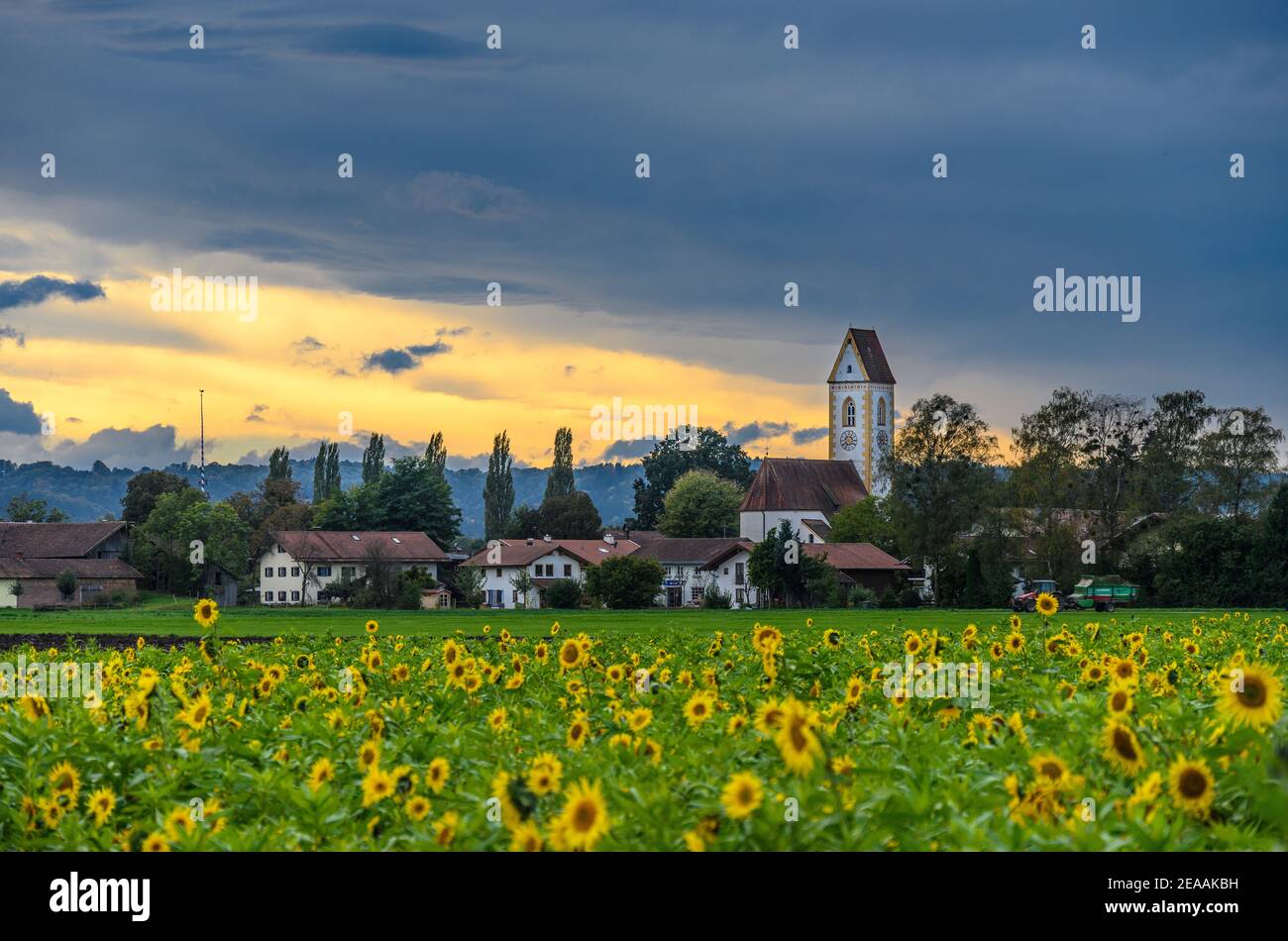 Germany, Bavaria, Upper Bavaria, Rosenheim district, Markt Bruckmühl, district Högling, sunflower field with town view and St. Martin church Stock Photo