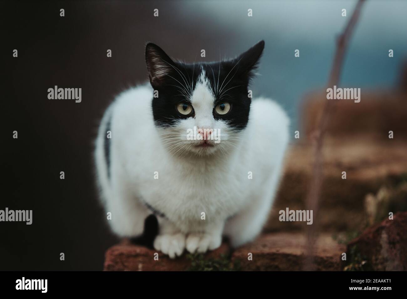 Selective focus shot of a beautiful black and white cat on a stone ...
