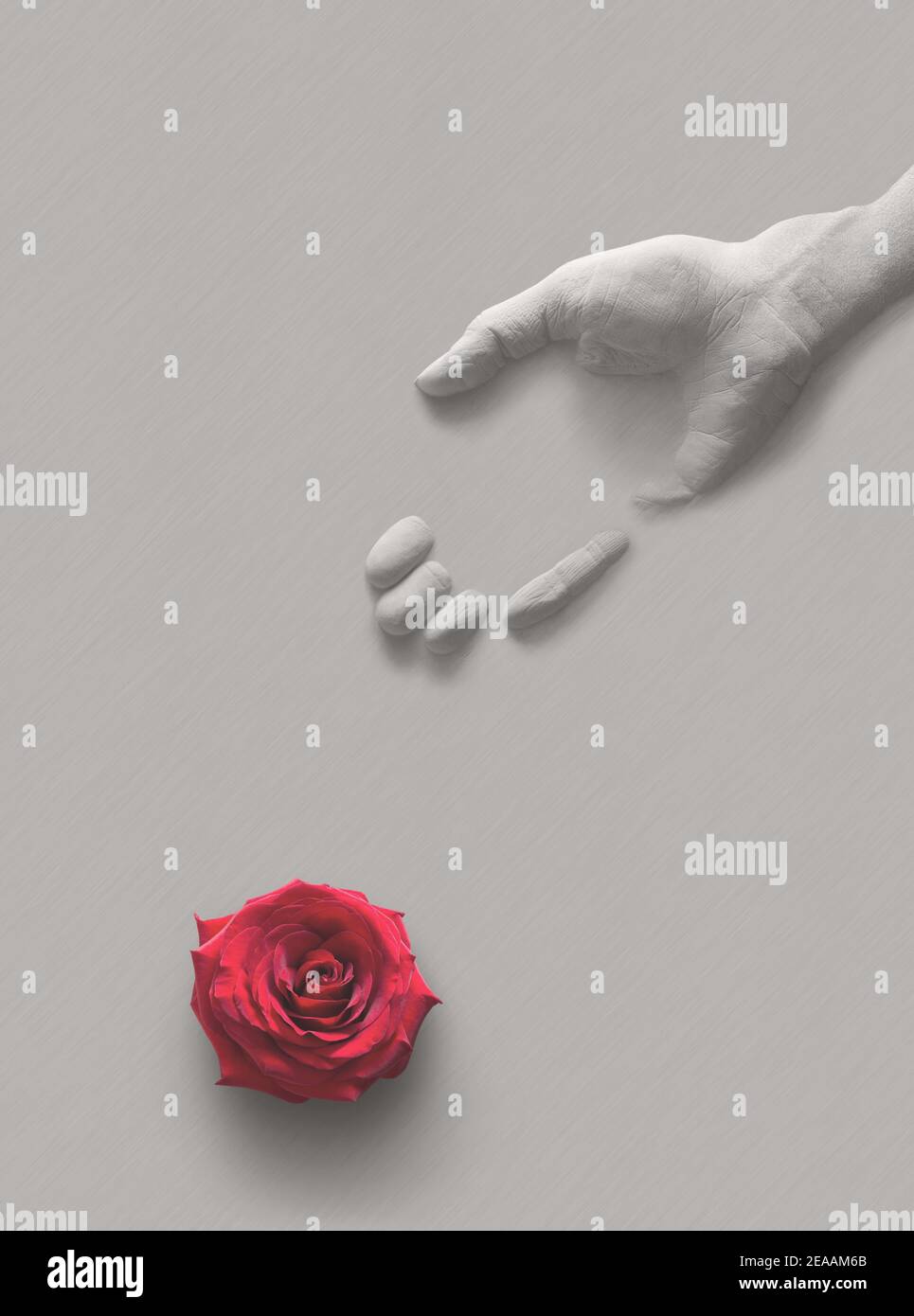 Human gypsum palm and a red rose flower blooming on a gray background. Concept to show that the time of youth is short and death will speedily come. E Stock Photo