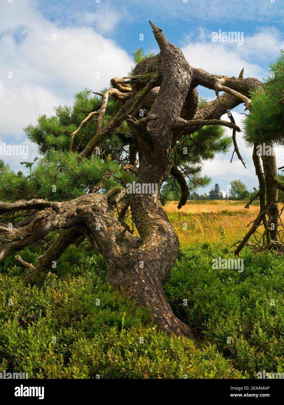 Neuer hagen nature reserve hires stock photography and images Alamy