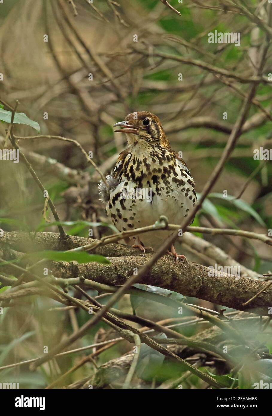 Spotted Ground Thrush (Zoothera guttata guttata) adult perched on branch calling (classified as Endangered species)  Dlinza Forest Nature Reserve, Sou Stock Photo