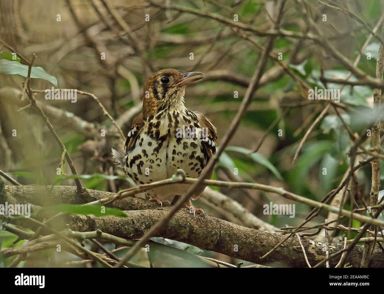 Spotted Ground Thrush (Zoothera guttata guttata) adult perched on branch calling (classified as Endangered species)  Dlinza Forest Nature Reserve, Sou Stock Photo