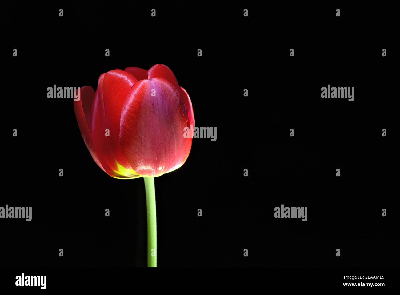 Isolated red tulip on black bacground, beauty in simplicity Stock Photo