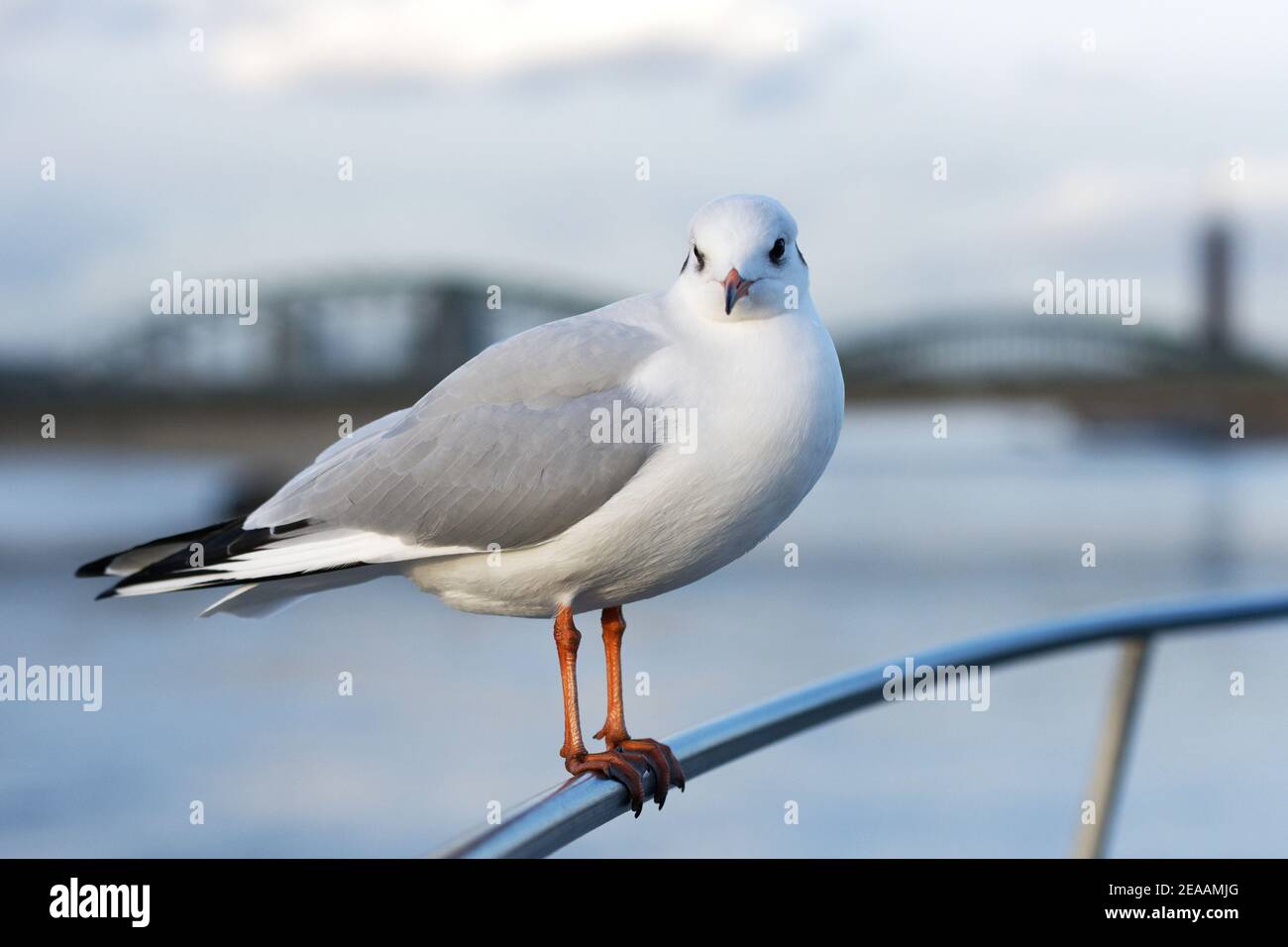 a seagull perches on a railing in front of a blurry rhine bridge in the background in cologne Stock Photo