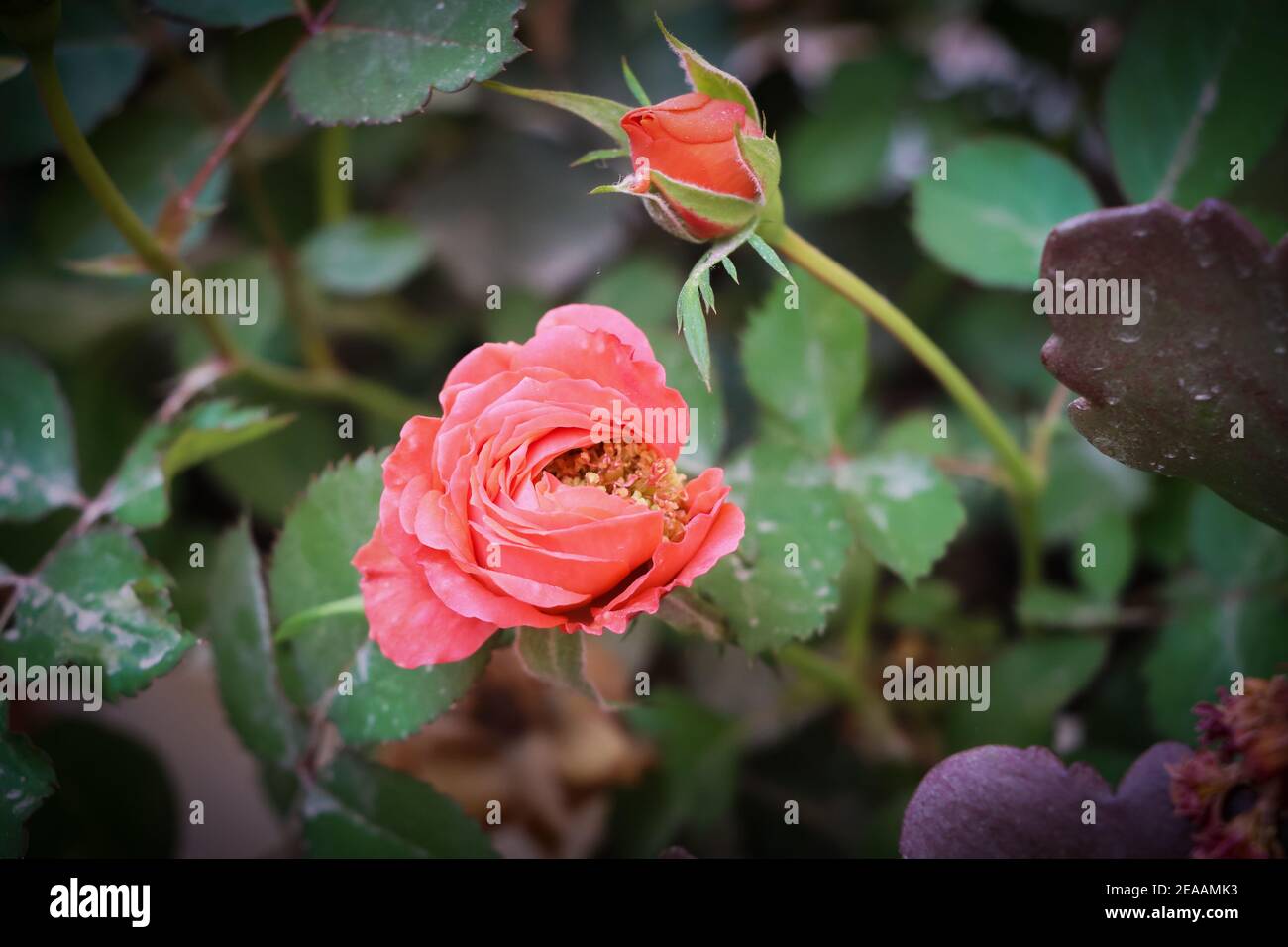 Beautiful Orange Color Rose Flower And Rose Bud. Selective Focus Stock Photo