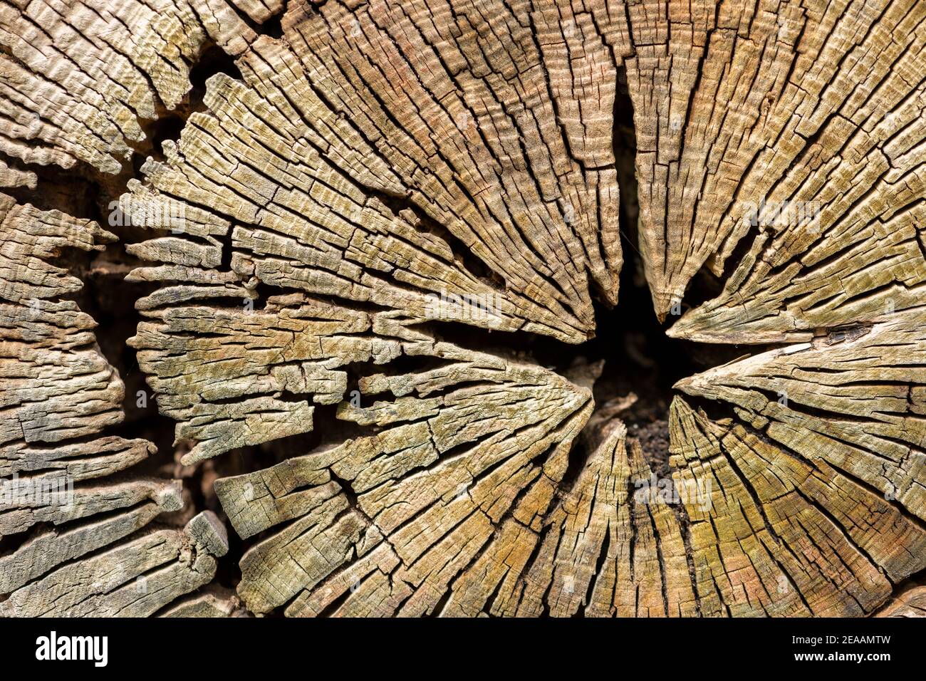 Transverse section tree hi-res stock photography and images - Alamy