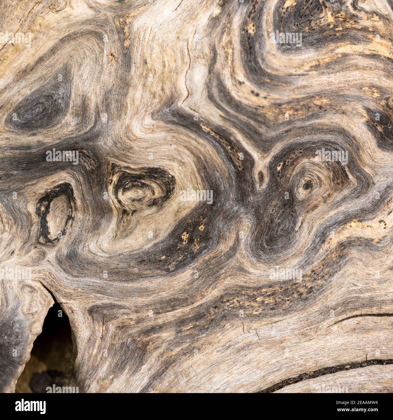 Transverse section tree hi-res stock photography and images - Alamy