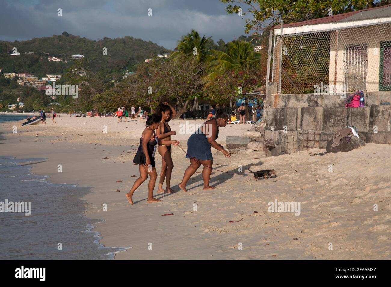 grenadian family walking puppy along grand anse beach grenada windward islands west indies Stock Photo