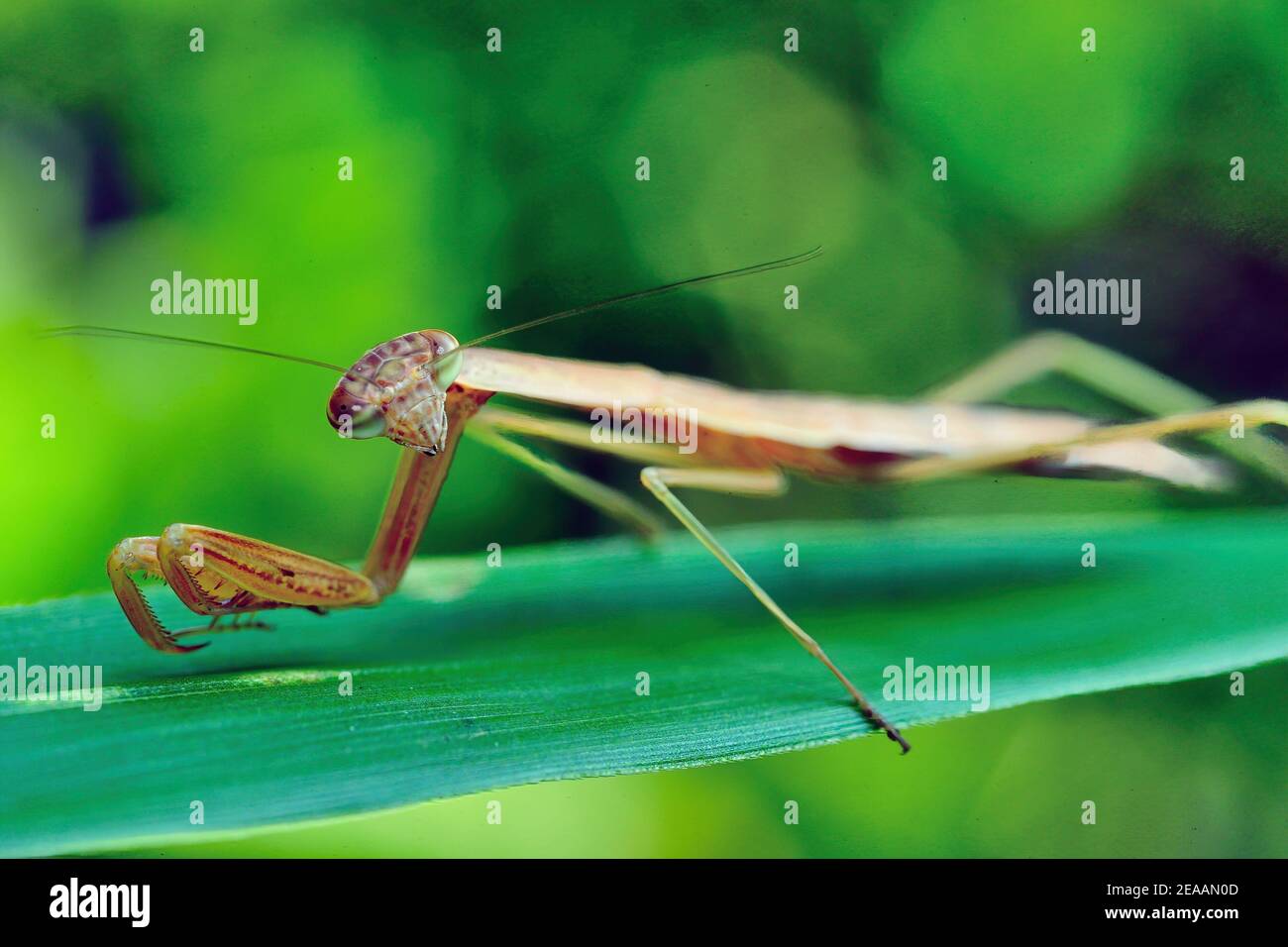 Praying Mantis Japan High Resolution Stock Photography And Images Alamy