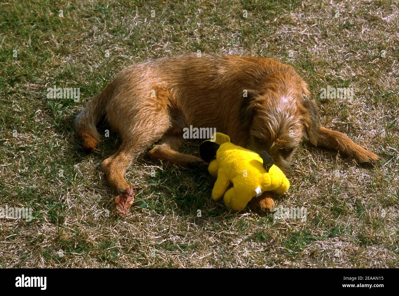 border terrier toy