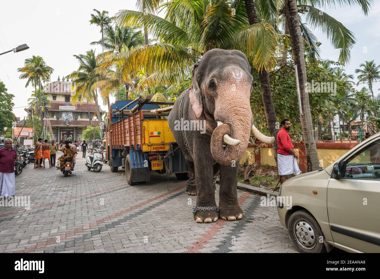 Temple elephant parked on the street in Fort Kochi, India Stock Photo