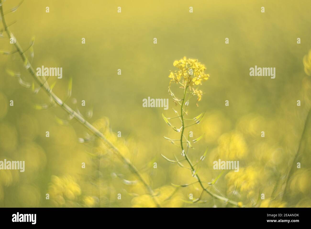Yellow wildflowers hi-res stock photography and images - Alamy