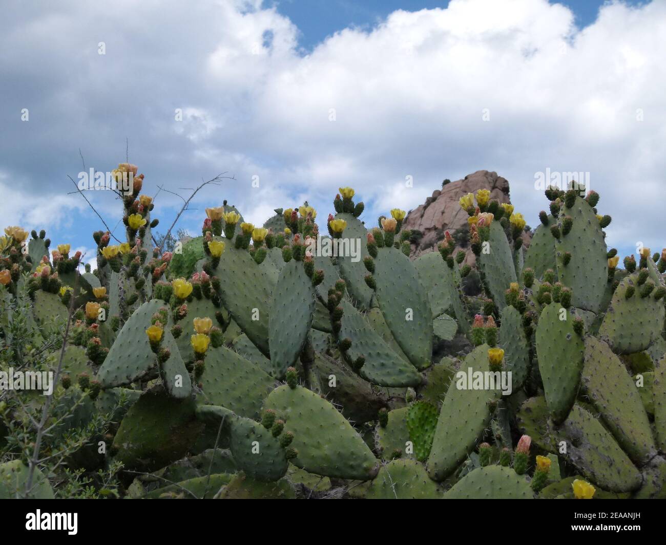 Blooming cactus at Capo Testa, sea, Sardinia, Italy Stock Photo