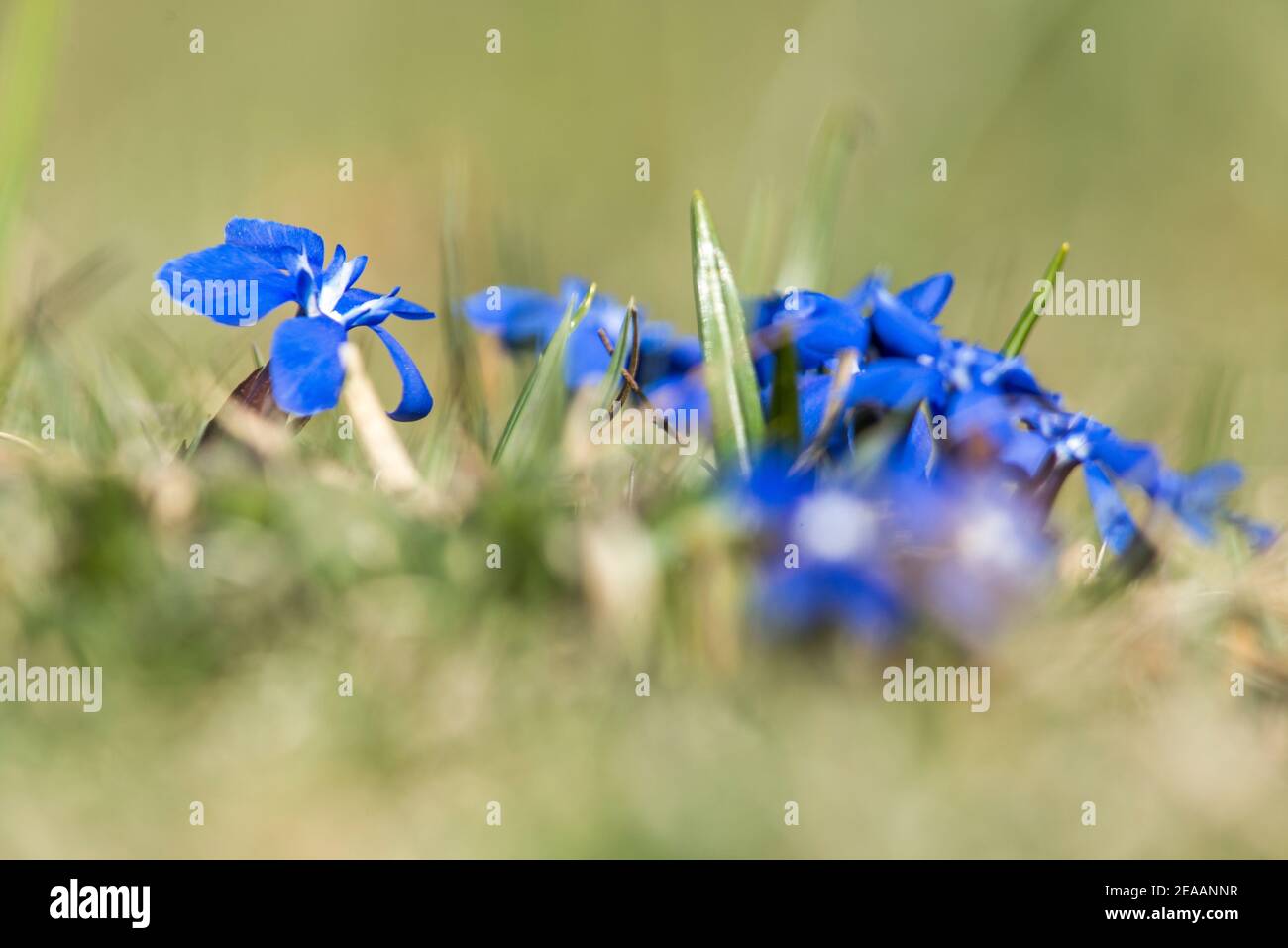 little blue gentian Stock Photo