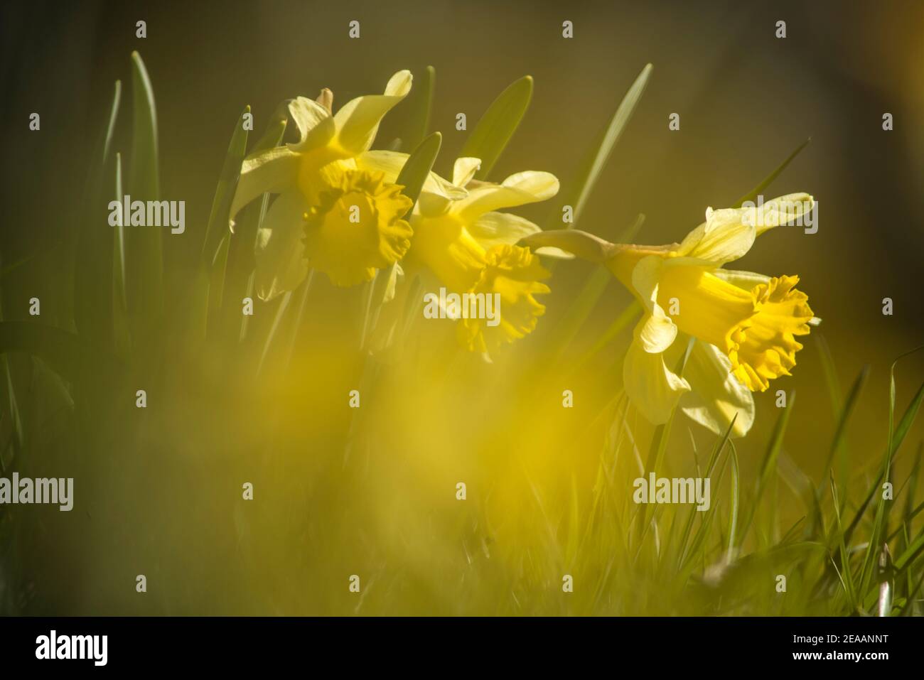 yellow daffodils, Les Prés-d'Orvin Stock Photo