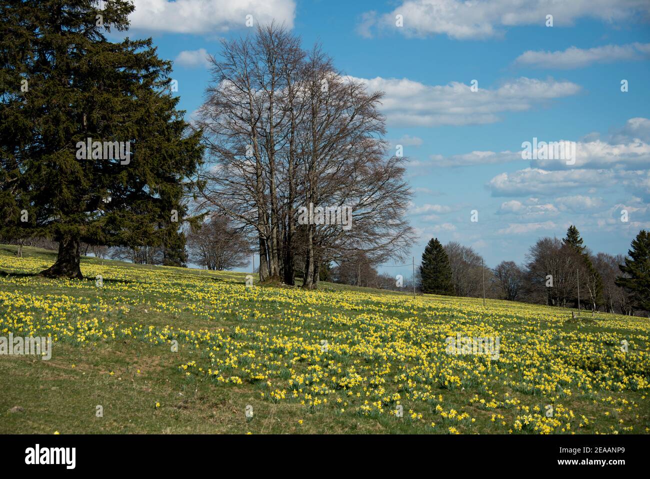 Daffodil fields from Les Prés-d'Orvin Stock Photo
