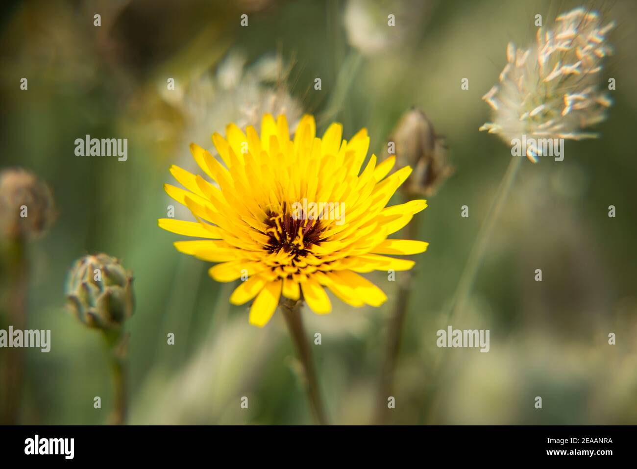 Lean meadow flower Mallorca Stock Photo