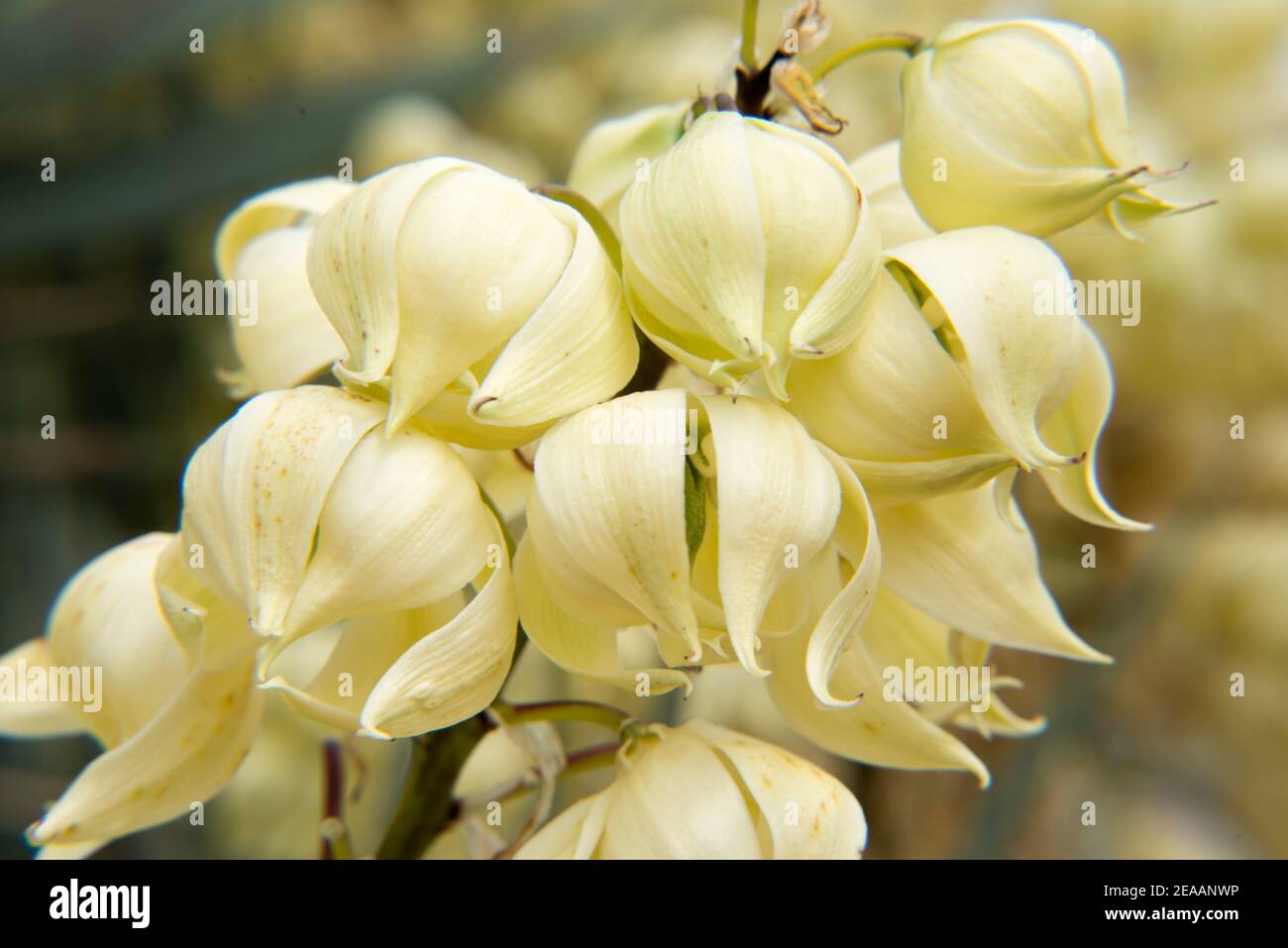 Inflorescence of a yucca palm in the Botanicactus garden on Mallorca Stock Photo
