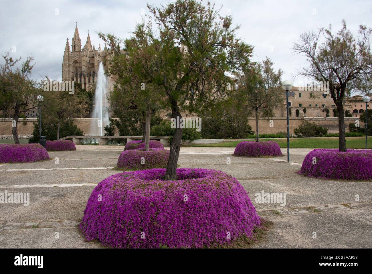 Park with purple midday flowers, Palma Stock Photo