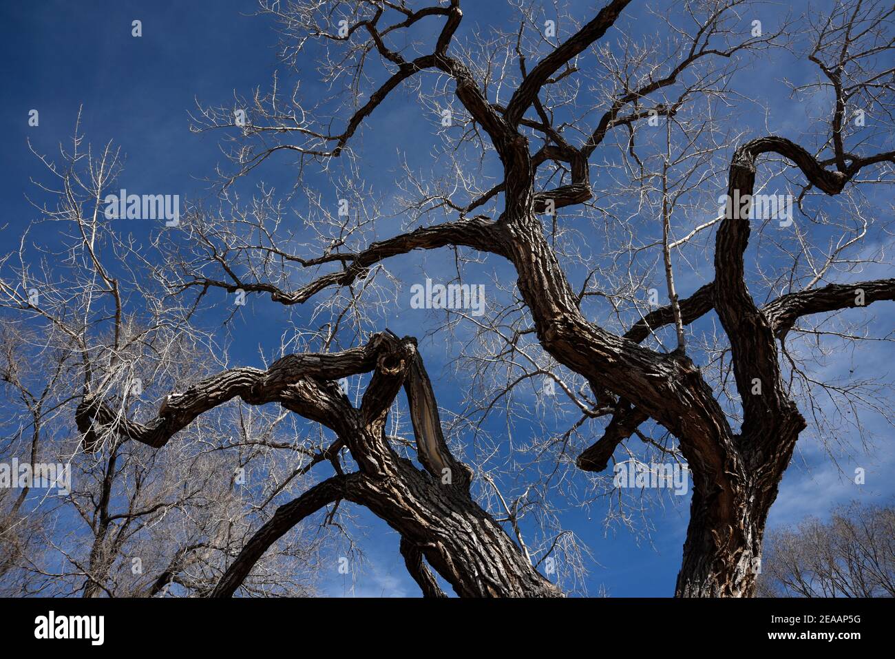 An old cottonwood tree in Santa Fe, New Mexico Stock Photo Alamy