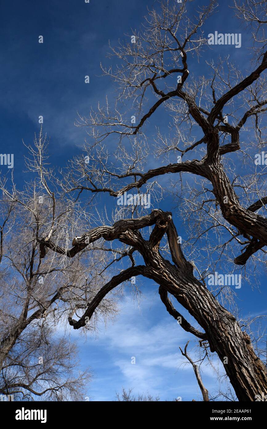 Old cottonwood tree hires stock photography and images Alamy
