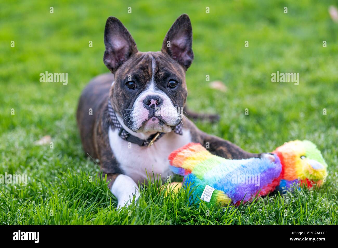 Brindle mixed breed bully with his rainbow toy in the grass Stock Photo