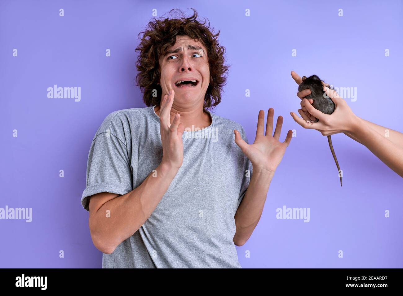 young male screams fearing decorative rat isolated over purple background, male is suffering from musophobia Stock Photo