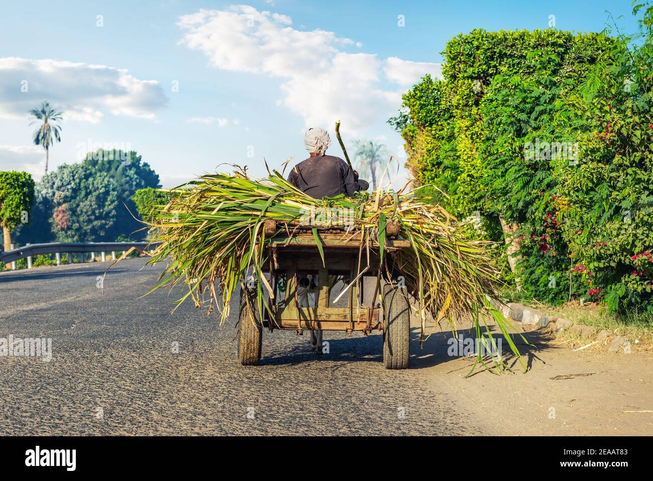 Egyptian peasant rides in a cart on the road along plantation. Agriculture is one of the most important sectors of Egypt's economy Stock Photo
