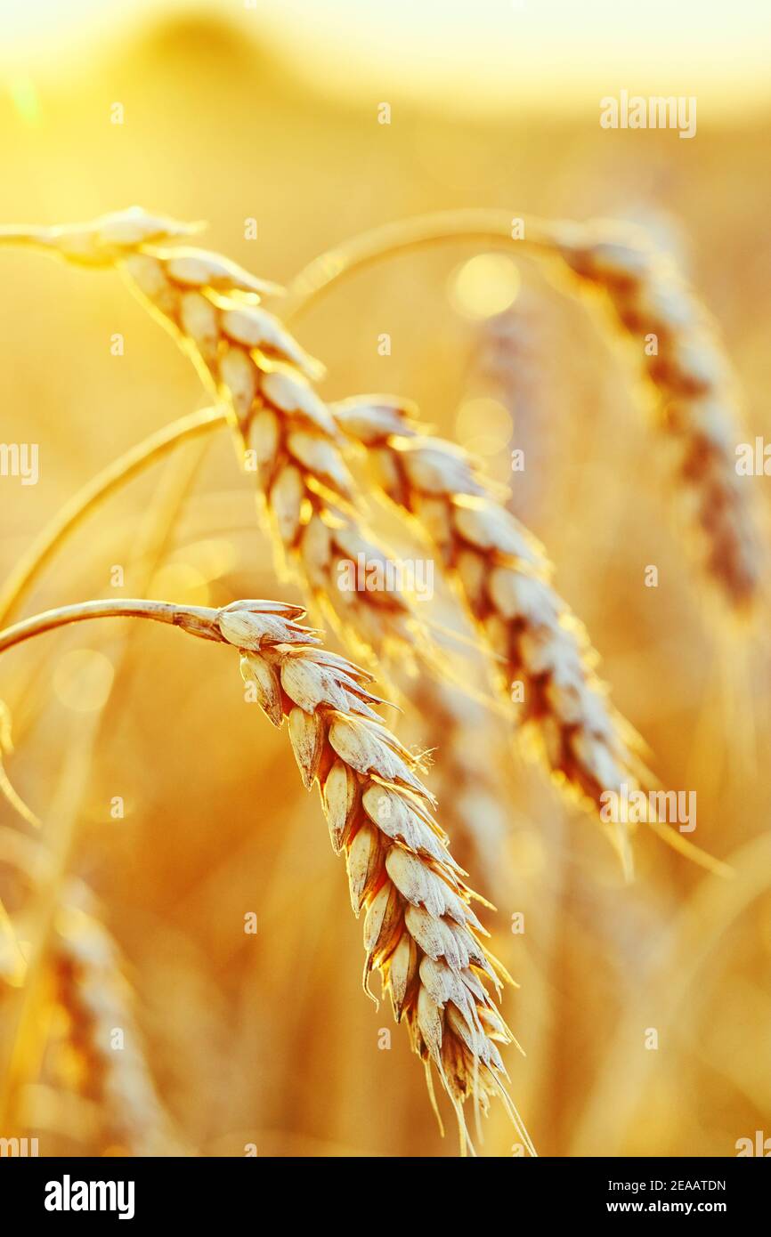 Agricultural field. Ripe ears of wheat. The concept of a rich harvest. Stock Photo