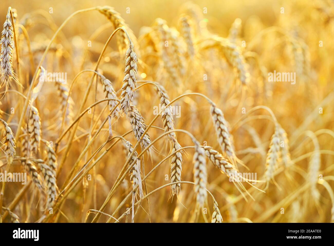 Agricultural field. Ripe ears of wheat. The concept of a rich harvest. Stock Photo