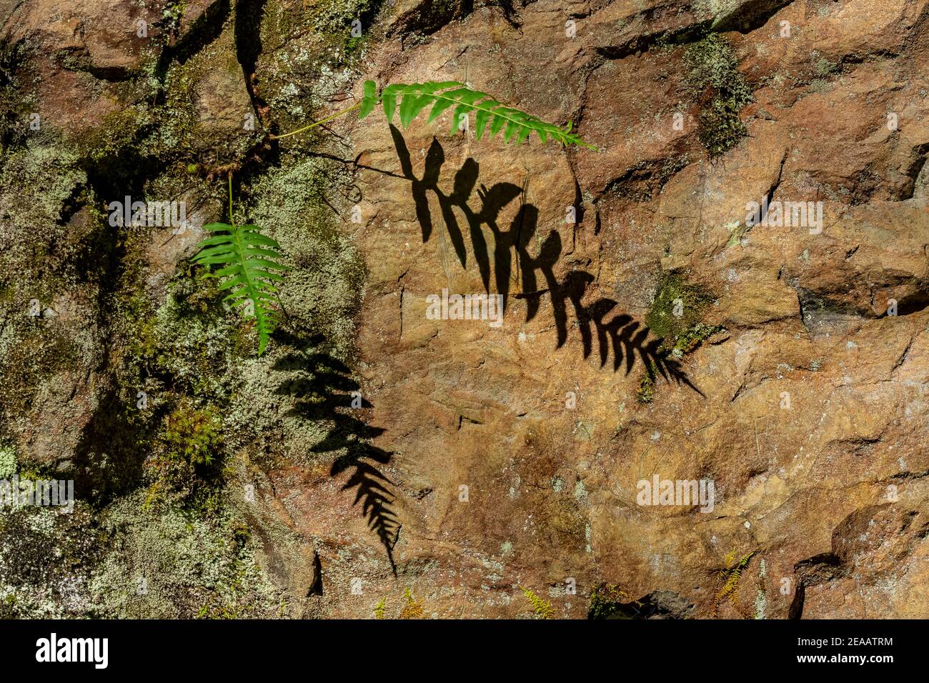 Licorice fern hires stock photography and images Alamy